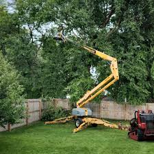 Best Palm Tree Trimming  in Junction, TX