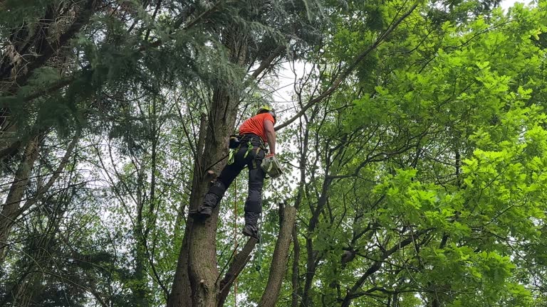 Best Tree Removal  in Junction, TX