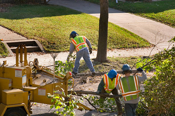 Best Fruit Tree Pruning  in Junction, TX