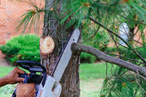 Best Hedge Trimming  in Junction, TX